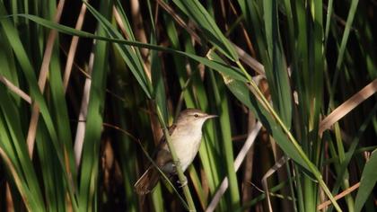 Bataklık kamışçını