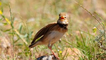 Küçük boğmaklı toygar