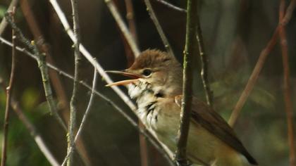 Büyük kamışçın