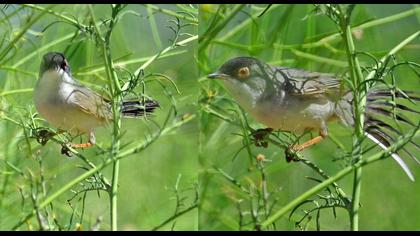 Pembegöğüslü ötleğen