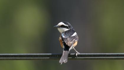 Maskeli örümcekkuşu