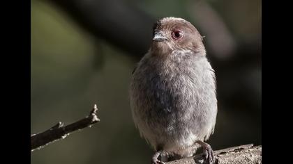 Uzunkuyruklu baştankara