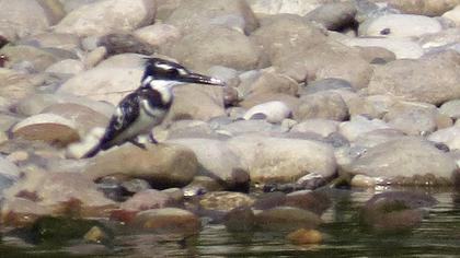Alaca yalıçapkını