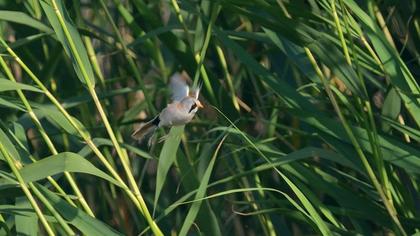 Bıyıklı baştankara