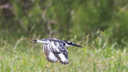 Alaca yalıçapkını
