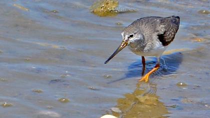 Terek düdükçünü