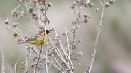 Karabaşlı kirazkuşu