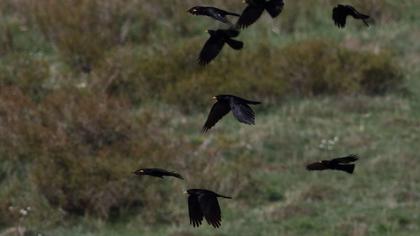 Sarıgagalı dağ kargası