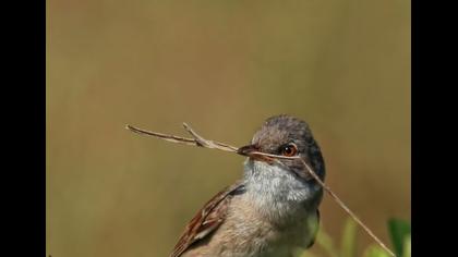Akgerdanlı ötleğen