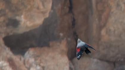 Duvar tırmaşıkkuşu