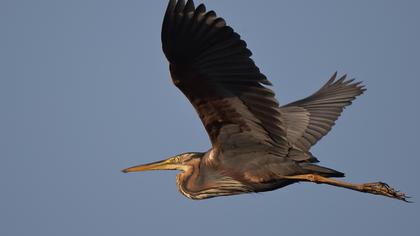 Erguvani balıkçıl