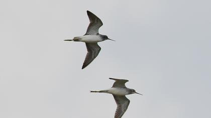 Bataklık düdükçünü