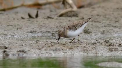 Sarıbacaklı kumkuşu