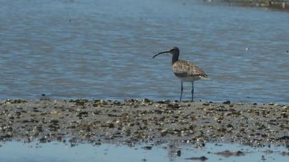 Sürmeli kervançulluğu