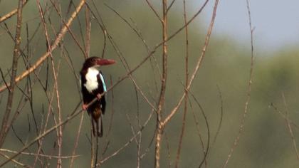 İzmir yalıçapkını