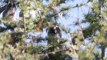 Kulaklı orman baykuşu