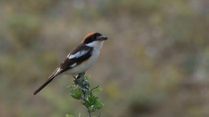 Kızılbaşlı örümcekkuşu