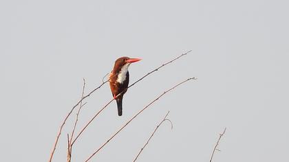 İzmir yalıçapkını