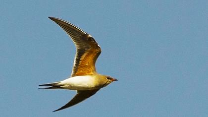 Bataklıkkırlangıcı