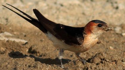 Kızıl kırlangıç