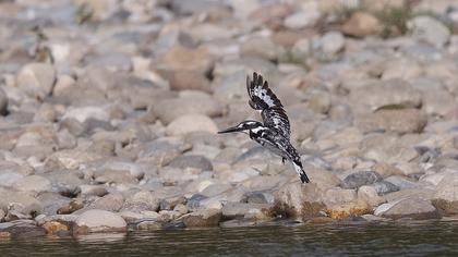 Alaca yalıçapkını