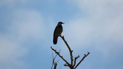 Hooded Crow
