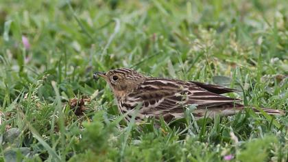 Kızılgerdanlı incirkuşu