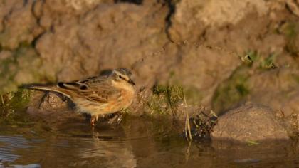 Water Pipit