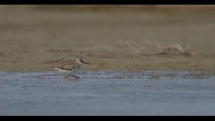 Terek düdükçünü