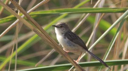 Dikkuyruklu ötleğen