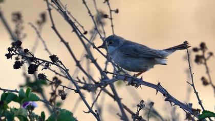 Pembegöğüslü ötleğen