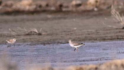 Terek düdükçünü
