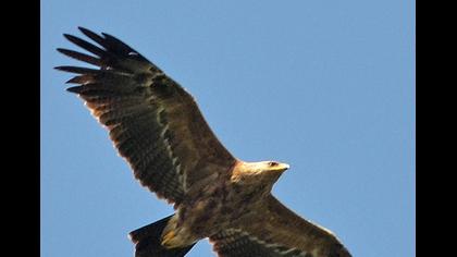 Küçük orman kartalı