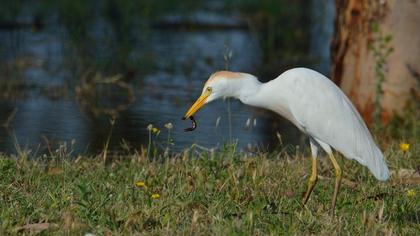 Sığır balıkçılı