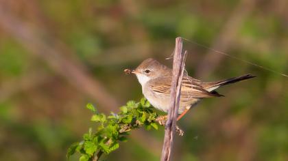 Akgerdanlı ötleğen