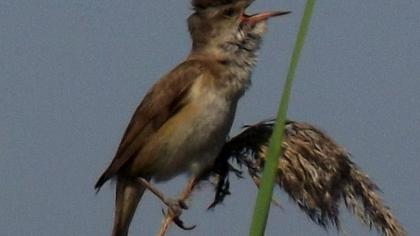 Büyük kamışçın