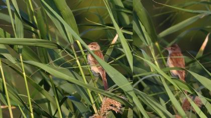 Kındıra kamışçını