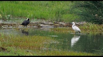 Küçük ak balıkçıl