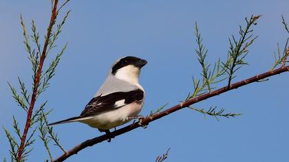 Karaalınlı örümcekkuşu