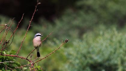Kızılsırtlı örümcekkuşu