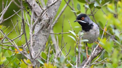 Karaboğazlı ötleğen