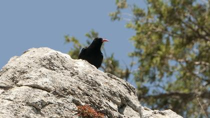 Kırmızıgagalı dağ kargası