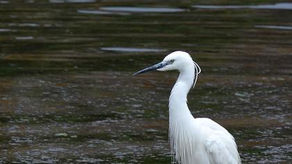 Küçük ak balıkçıl