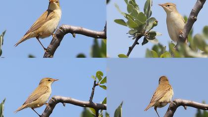 Çalı kamışçını