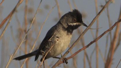 Karaboğazlı ötleğen