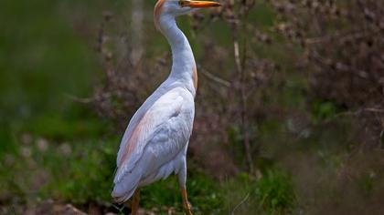 Sığır balıkçılı