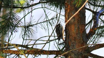 Bahçe tırmaşıkkuşu