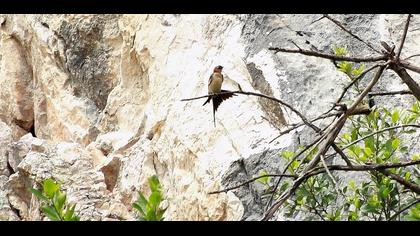 Kızıl kırlangıç