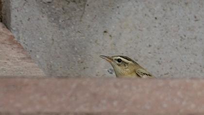 Kındıra kamışçını