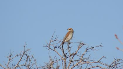 Kızılsırtlı örümcekkuşu